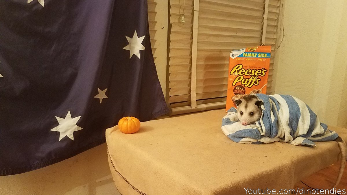 Possumeveryhour.io (@possumeveryhour) on Twitter photo 