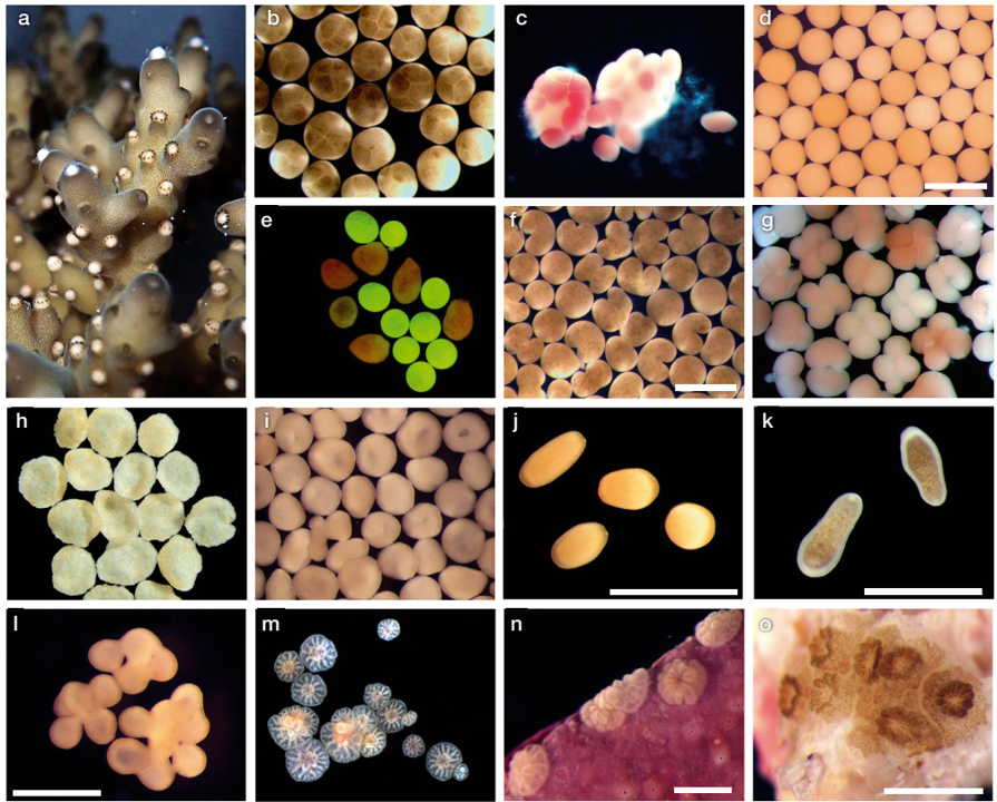 Carly Randall (@drcarlyrandall) on Twitter photo Thrilled to finally share the results of a great collaboration with some wonderful coral reproductive biologists - read on for applications of sexual reproduction in reef restoration. <a href="/aims_gov_au/">Australian Institute of Marine Science</a> <a href="/MEPS_IR/">Marine Ecology Progress Series (MEPS)</a> int-res.com/articles/meps_… Thrilled to finally share the results of a great collaboration with some wonderful coral reproductive biologists - read on for applications of sexual reproduction in reef restoration. <a href="/aims_gov_au/">Australian Institute of Marine Science</a> <a href="/MEPS_IR/">Marine Ecology Progress Series (MEPS)</a> int-res.com/articles/meps_…