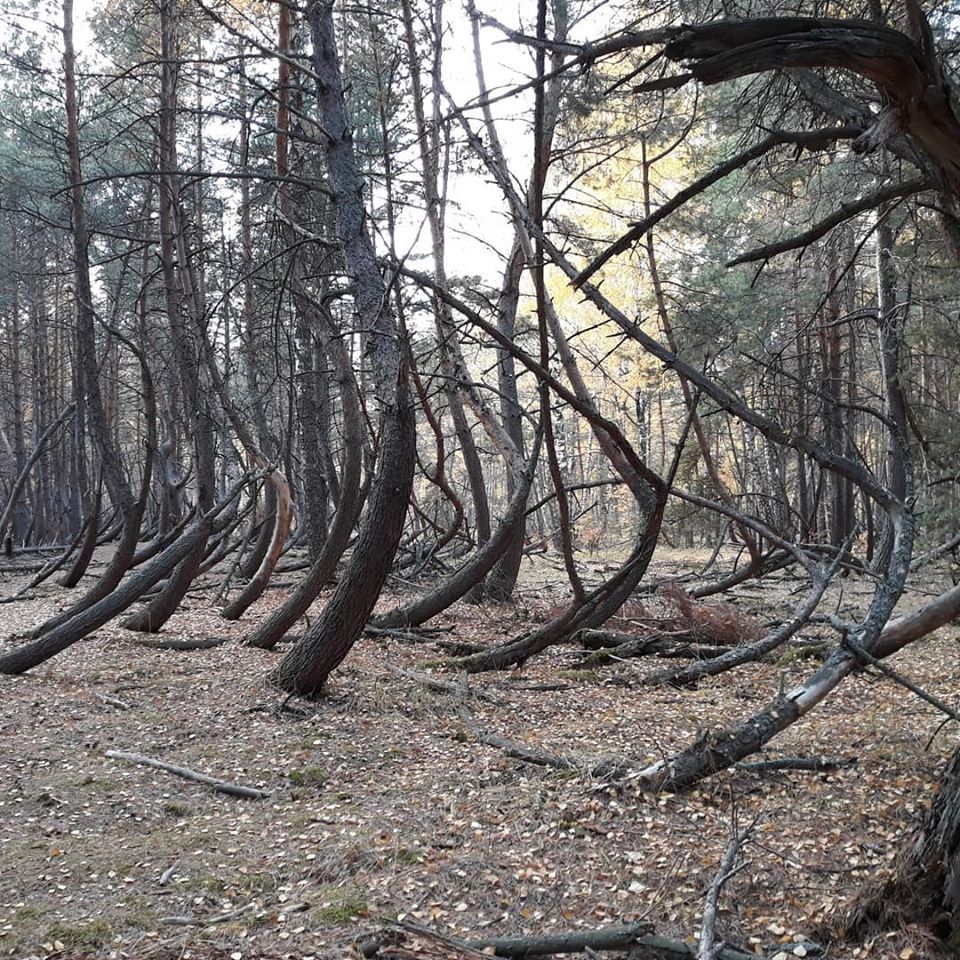 's tweet image. Here's one of the wonders of #Ryazan land, the so called 'dancing (aka drunk or witch's) forest', located in Shilovo district near Tyrnovo village. It's a rectangle area of crooked &amp;amp; twisted coniferousr trees looking northward very much like #CuronianSpit in #Kaliningrad