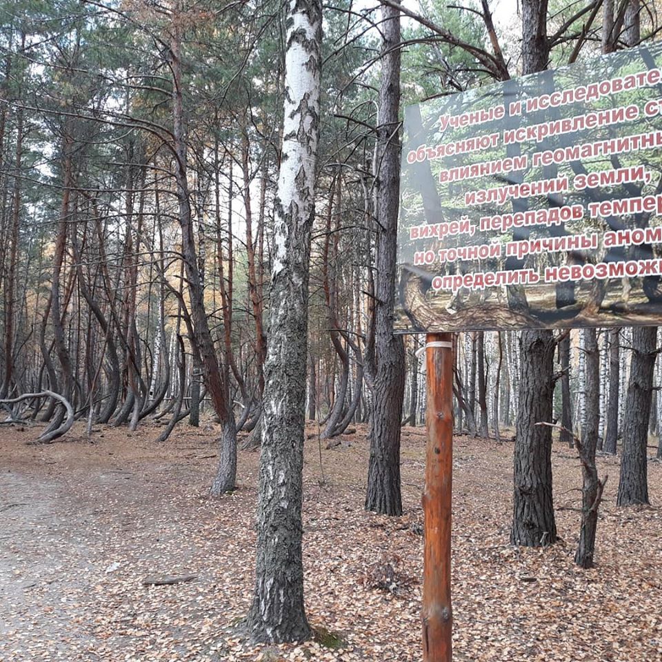 's tweet image. Here's one of the wonders of #Ryazan land, the so called 'dancing (aka drunk or witch's) forest', located in Shilovo district near Tyrnovo village. It's a rectangle area of crooked &amp;amp; twisted coniferousr trees looking northward very much like #CuronianSpit in #Kaliningrad