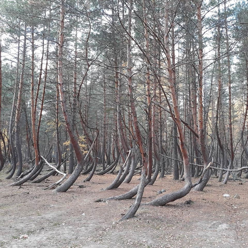 's tweet image. Here's one of the wonders of #Ryazan land, the so called 'dancing (aka drunk or witch's) forest', located in Shilovo district near Tyrnovo village. It's a rectangle area of crooked &amp;amp; twisted coniferousr trees looking northward very much like #CuronianSpit in #Kaliningrad