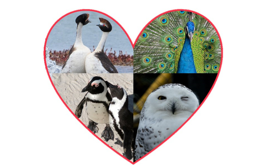 BirdLife_News's tweet photo. Will you be my Valentine? ๐ #Love comes in all forms... and this week we will be sharing the Tinder profiles of 5 lovely feathered individuals looking for their #PerfectSoulmate ๐ฆ๐ง๐ฆ
Share or tag your friends if you feel identified with any of them! #LoveIsInTheAir #birds https://t.co/9zUT9ioDsk