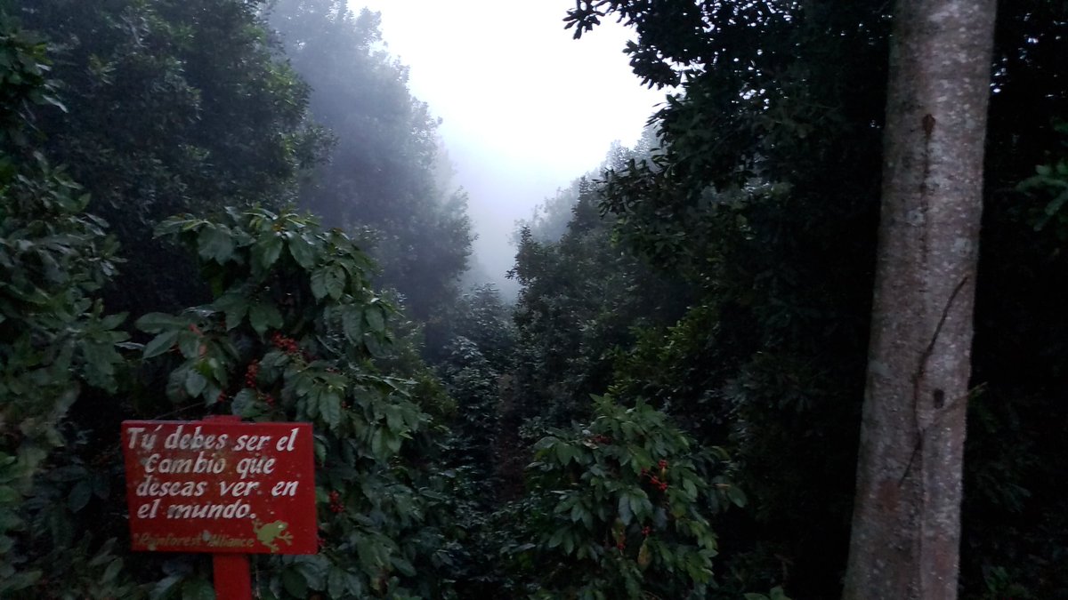 Carlos_R_S's tweet photo. Una postal de Rancho Casa Blanca ubicado en Huatusco, Veracruz, cafetales y árboles de macadamia la adornan #tipscafeteros https://t.co/j15rYUkO63