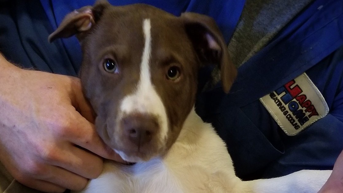CAB_Rescue's tweet photo. #MondayMorning
Adopt-A-Bull Coco ins't ready to let the weekend go! #pitbullsofinstagram #dogsofdurham #dogsofnc #pitbullpuppy https://t.co/rxWDqhjXeU