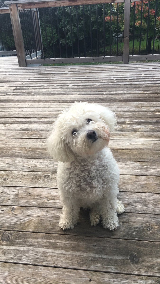 tiffanyd4L's tweet photo. hi it’s been over a month since i lost my best friend of the last 14 years &amp; I’m still not okay like at all 

how does one deal? asking for myself obviously https://t.co/pBCiz32E5u