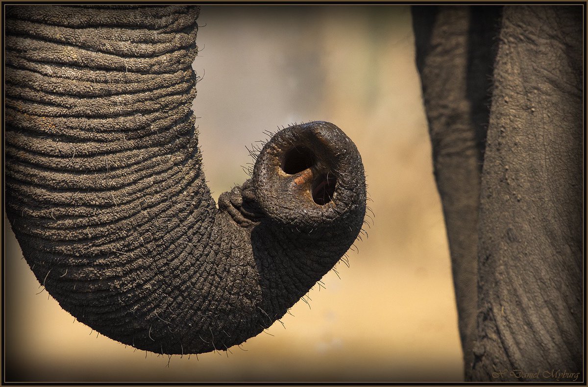So sensitive is an elephant’s trunk it is  said to be able to smell fresh water from almost 20 kilometres away. 
#okavangohiddengems #campmaru #elephants #animalphotography #luxurytents #luxurysafari