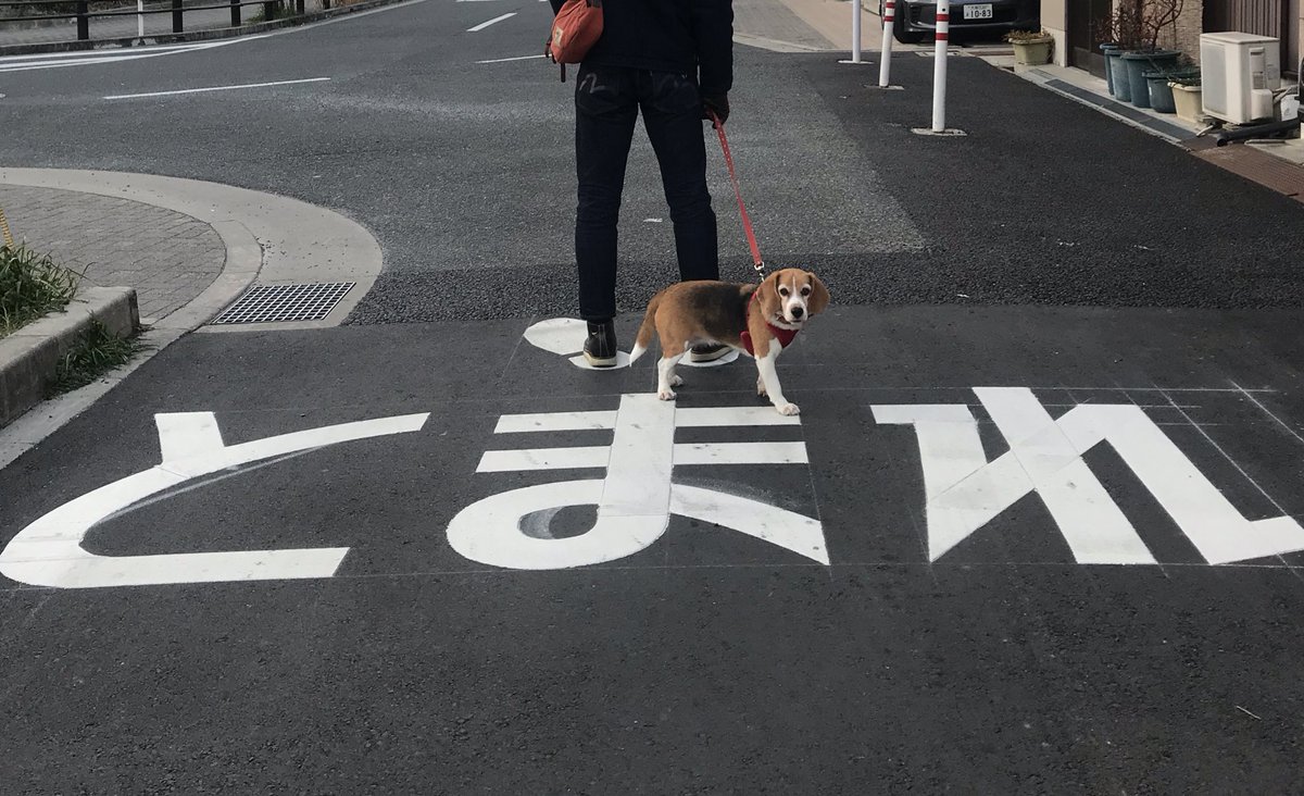 Happy gotcha day to me! It’s been 7yrs with my human family 🎊 I'm having great and yummy day 😋😋 #beagle #gotchaday #Anniversary #ビーグル #うちの子記念日 私たちの前に止まってくれてありがとう❤️