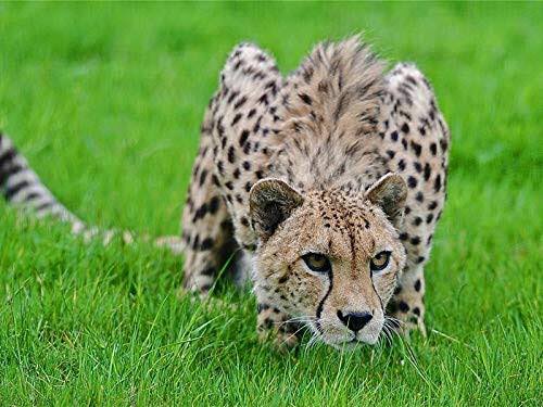 DorakawaF's tweet photo. 【ネコの特殊能力】
ネコ科の動物って

「顔が入ればどこでも通れる」

ような身体の作りになっているらしいです。
身体の中で最も横幅が広いところが顔ということですね。

たしかに、顔が入るかどうかで隙間を通れるかどうかを判断出来たら便利！ https://t.co/ZtHnu5XhdK