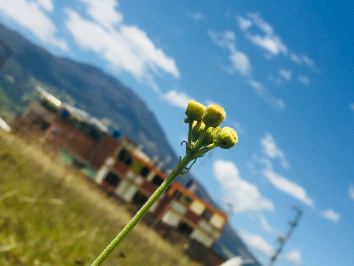 No solo crezcas, florece.
#perfect