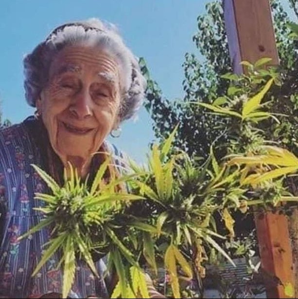 dichavandoidei1's tweet photo. “Ah, mas a maconha é só uma fase.”

- EU NOS MEUS 70 ANOS https://t.co/qf6HAUZRFC