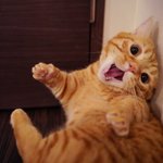 猫を追い詰めた結果？すごい顔しちゃった!