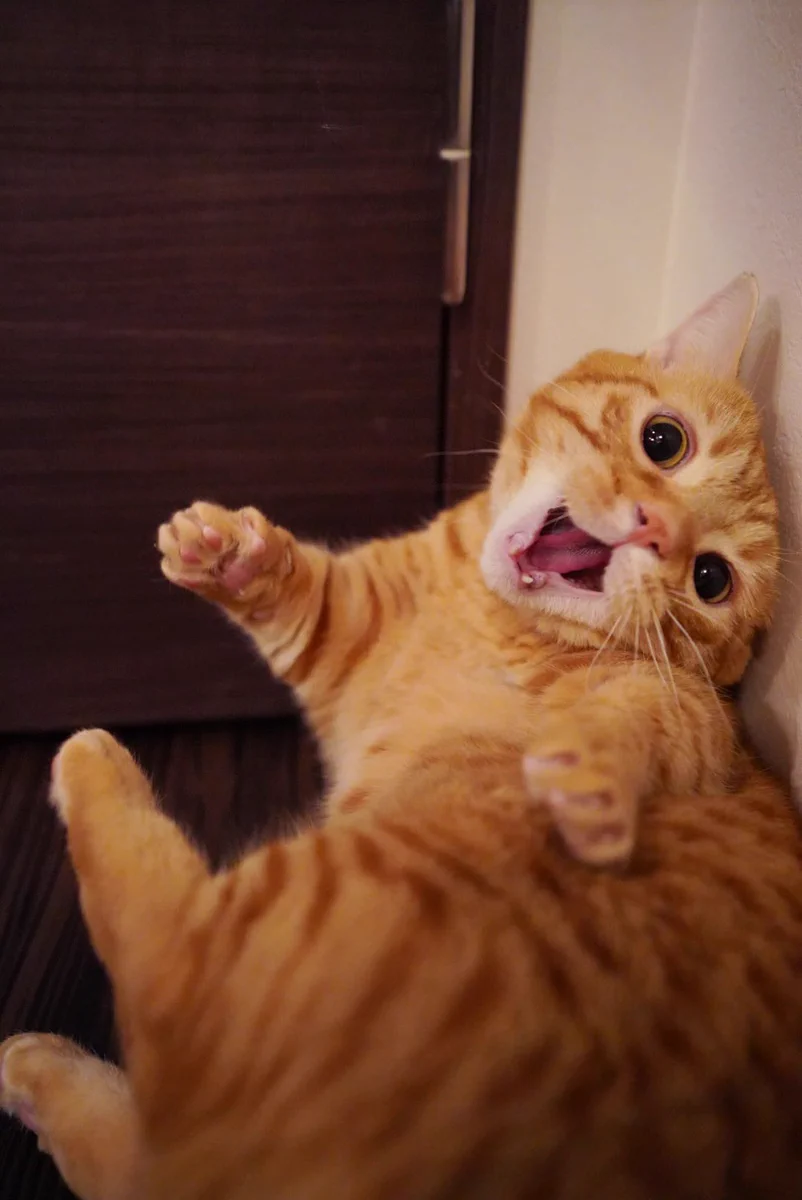 猫を追い詰めた結果？すごい顔しちゃったwww