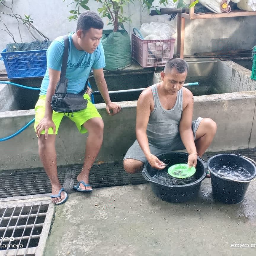 BumdesaGading's tweet photo. Pembelian bibit lele dilakukan 2 kali. Total keseluruhan 7500 ekor. 
Dari jumlah tersebut dibagi dalam 5 kolam terpal. 
Kami membeli bibit dengan ukuran panjang ±3-5 cm.
#budidayaikan #ikanlele #perikananindonesia
#bumdesagadingkamulyan #gadingtambakrejo #bojonegoro https://t.co/b1J7ZKcidy