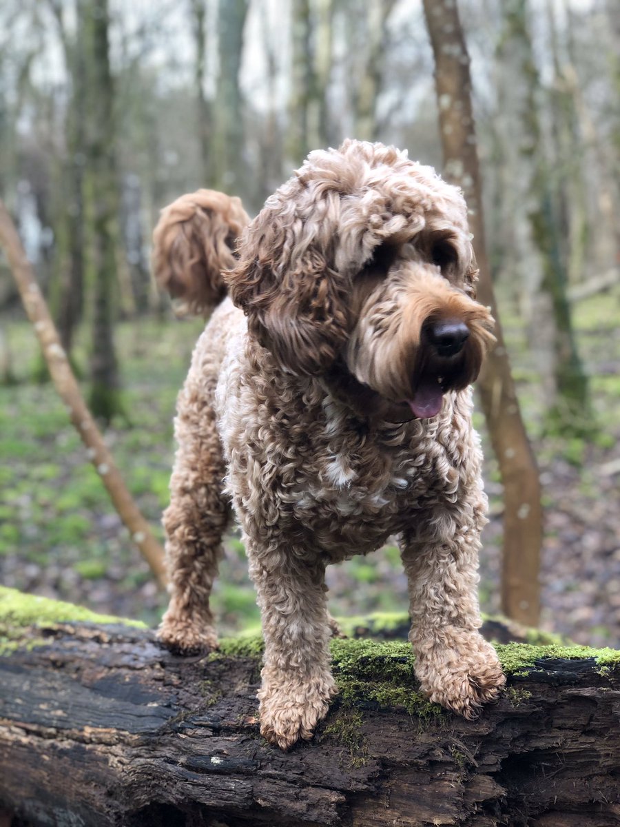 LuckyCockapoo's tweet image. Walkies in woods. Last week I found a deer’s head - treasure!