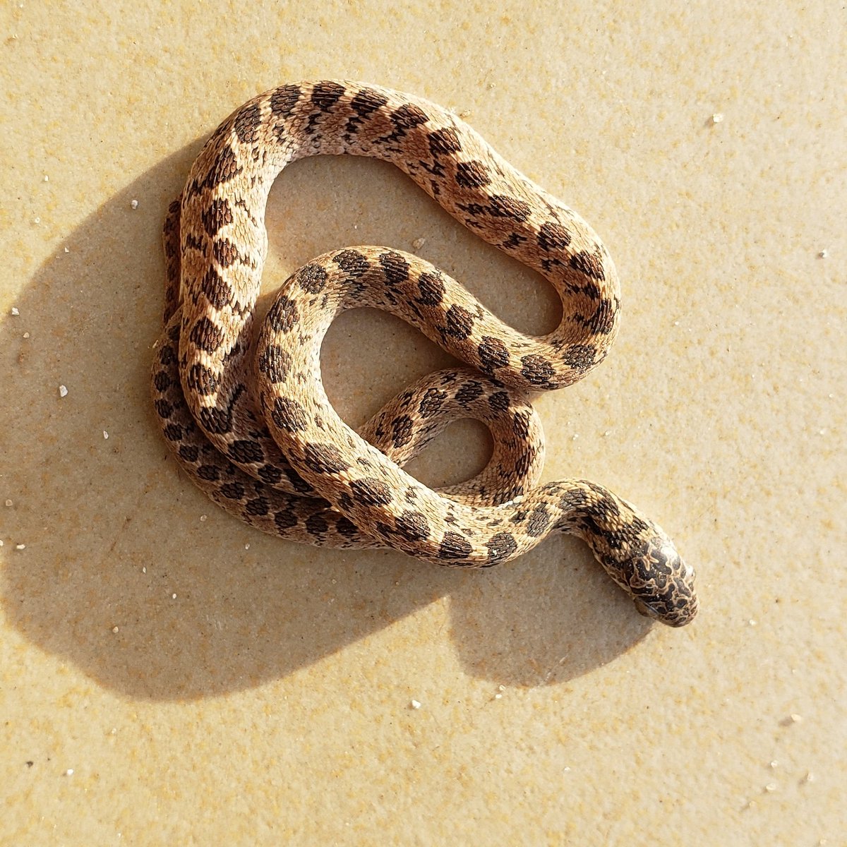 J'inspire la terreur, je suis craint, mal aimé mais pourtant j'ai le droit d'exister et joue un rôle dans la nature. Je suis serpent