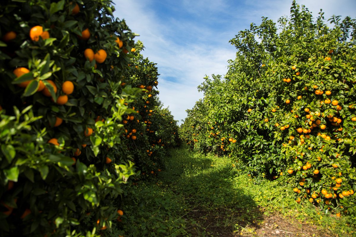 La #mandarina 🍊 premium comenzó en enero su campaña con la previsión de producir alrededor de 55.000 toneladas de esta #variedadvegetal

bit.ly/31L0DmK

#CreaUnMomentoÚnico #cítricos #cítricosvalencianos #fruta #healthy