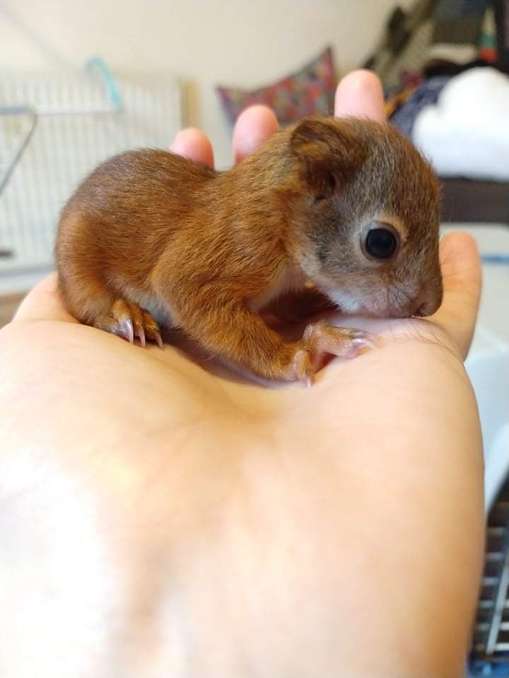 alice_watson14's tweet photo. Some of the kittens from last year, the runt of the litter was called pumpkin. 🐿️
.
This is why I volunteer to protect and save a native species from regional/national extinction. Hopefully these four kittens will help in a successful red squirrel breeding season this year (🤞) https://t.co/WNTaDW2aO5