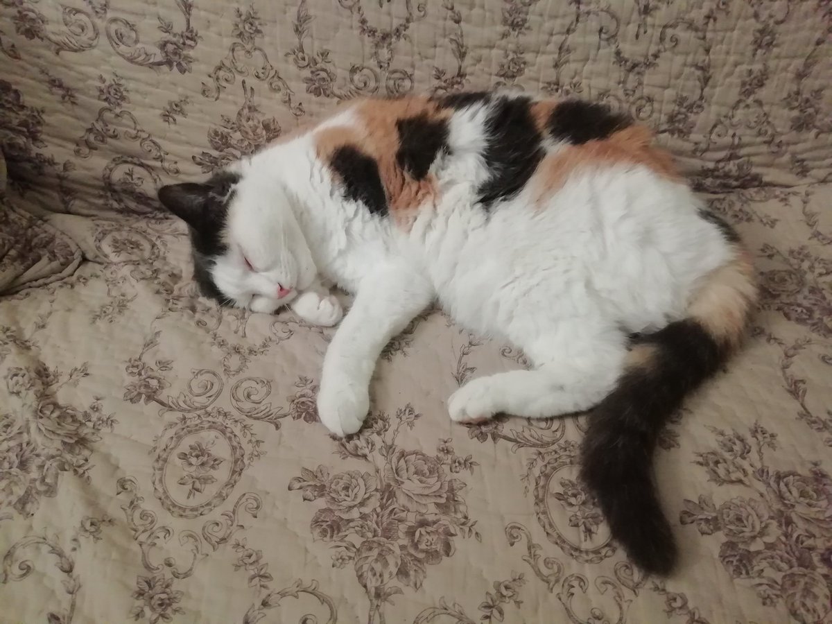 sakuchat's tweet photo. Hier je m'ai coincée trélontan dans un arbre que avec le vent ça bougeait très très fort que numaine elle a eu si peur qu'elle a eu beaucoup les poussières dans les zieu
Après j'ai rentré dans le petit dedans j'ai dormi comme ça et numaine elle a dit tébolecha tumafépeur reféplu https://t.co/M1zb1EU2Cg