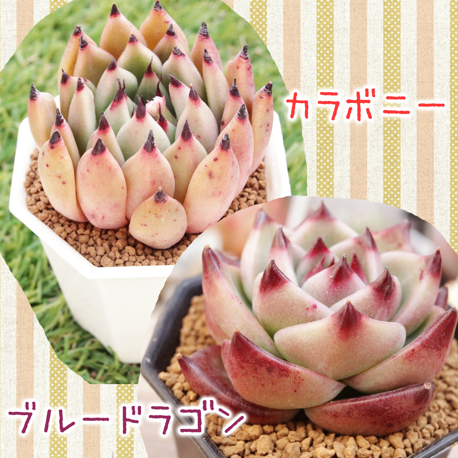 割引 多肉植物ブルードラゴン♡葉挿し② 多肉植物ブルードラゴン♡葉挿し②