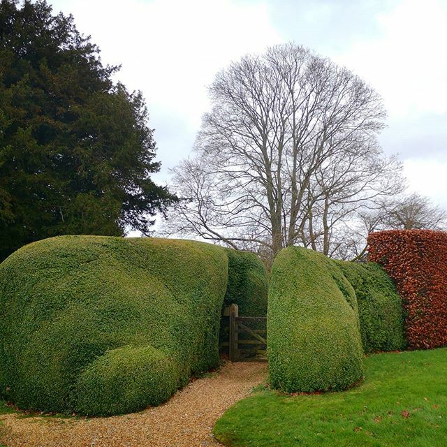 Mortimer_scapes's tweet photo. Some wonderful organic box hedges with a hidden gate in the garden I'm working in today. Not my work but would love to take it on if the owners agree! 💚 #cloudhedges #buxus #hiddengate #topiary #organic https://t.co/P8GYIlycmx https://t.co/U5ysbTXryE