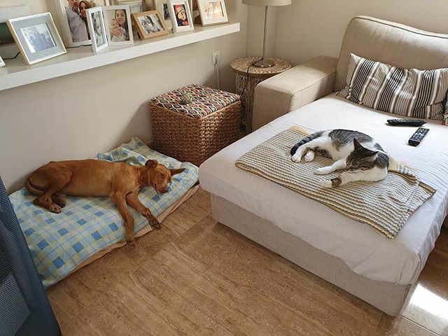 Tremenda diferencia de Bichos (Gustavo) de estar en la calle a tener una casa de acogida 😍 (fue operado hace una semana de una torsión testicular por la cual rabiaba de dolor) ahora le toca continuar recuperandose como se merece, en una camita y  rod… ift.tt/2uCwWbh