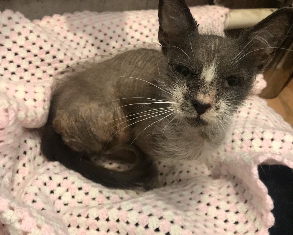 KH_CatClub's tweet photo. Our latest rescue Ciara found during #StormCiara ! She is in this condition due to pure neglect!
Keep a look out for more updates on this gorgeous little lady #kingsheathcatclub #rescuecat #needsajumper #birmingham #kingsheath https://t.co/SUFqMIVIUY