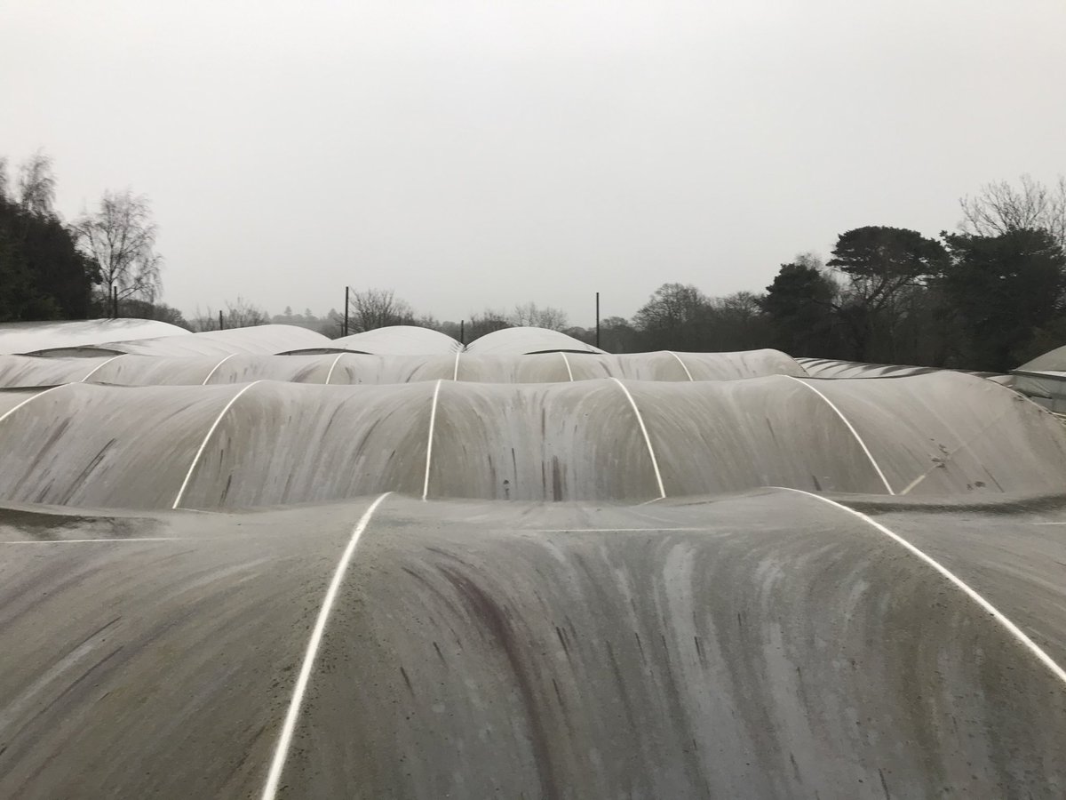 XLHorticulture's tweet photo. 18 years old and still strong even in the 65mph gusts. XL film with metallocence  resins for storm resilience!  #StormCaira https://t.co/IEQ7Rw1oKl