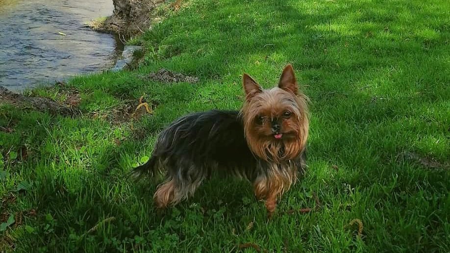 LisaBPortugal's tweet photo. 🌿#MillieMontanha on a stroll 🏞️
https://t.co/SbG4bULwaY https://t.co/GJrSnxAZdN