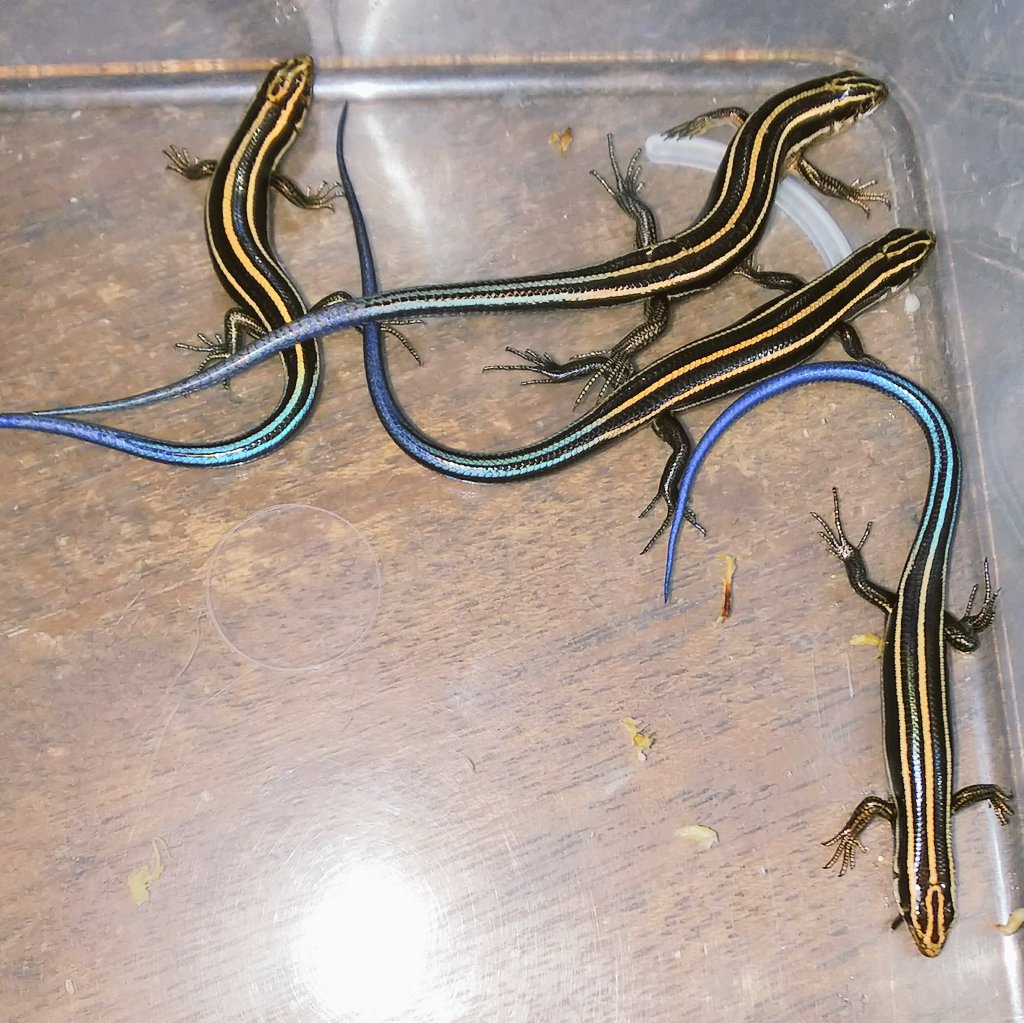 ヒガシニホントカゲ(Plestiodon finitimus) 三重県産・CH19 大人気