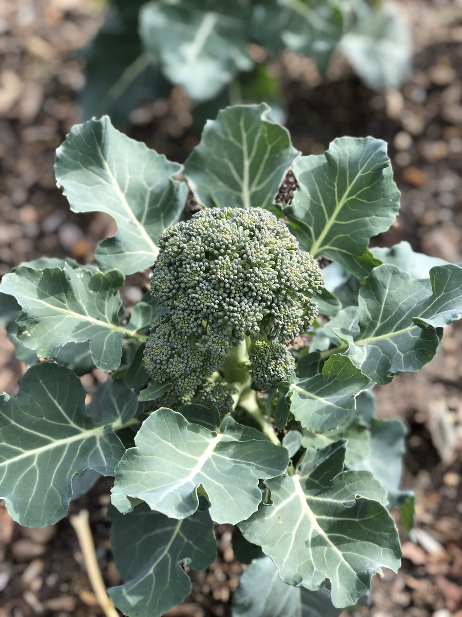 My second graders are excited to finally harvest the beautiful broccoli they grew in their Winter garden! <a href="/MiddleCreekES/">Middle Creek ES</a> <a href="/CFletcherMiller/">Caroline Miller</a>   #schoolgardens