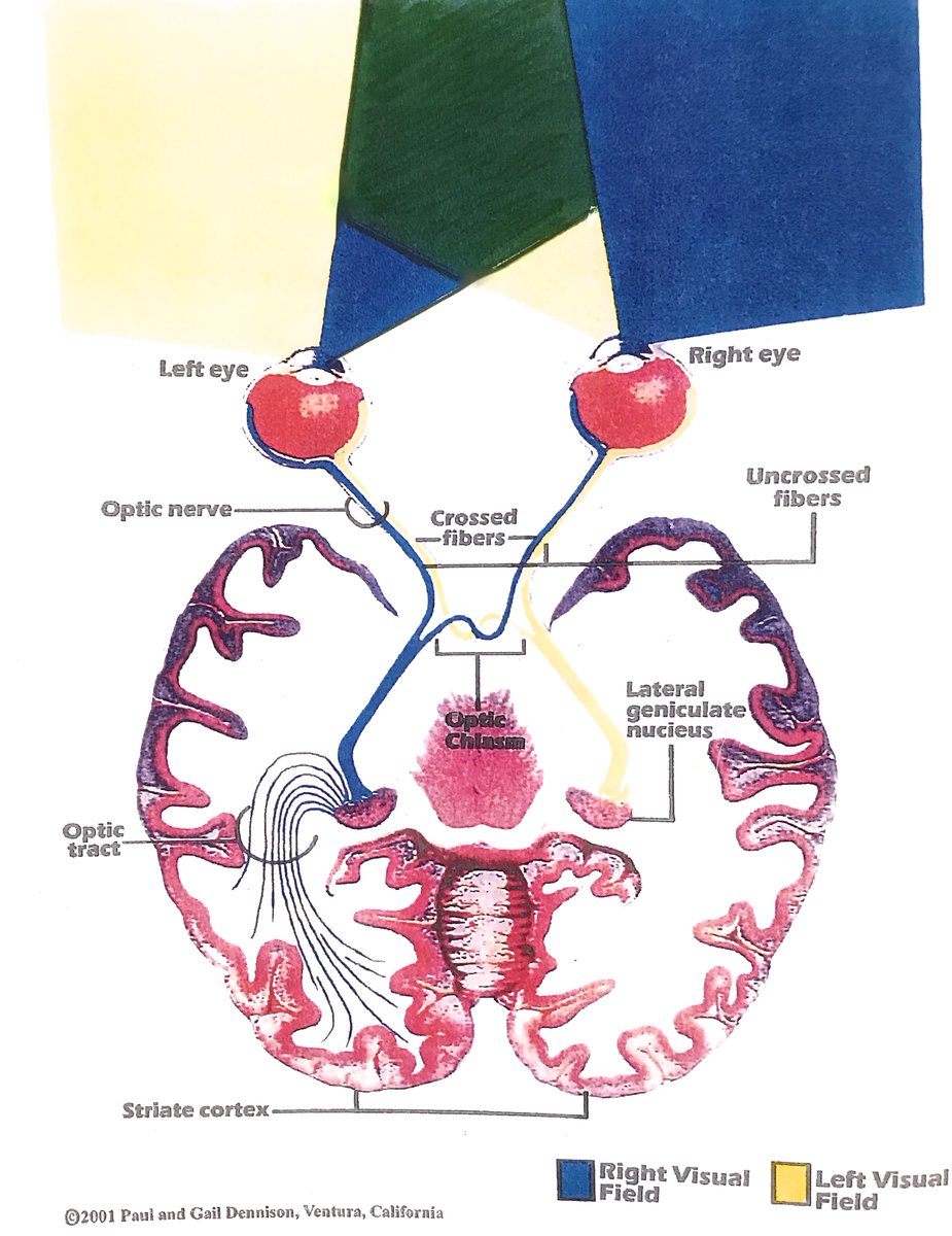 HeartsatPlay's tweet image. Do you align your iphone with the midfield (Dk Green) for ease of eye-teaming, or are you using more of the R field (blue) or the L field (yellow)? To better access the midfield, do 1 min.+ of #CrossCrawl + #BrainButtons &amp;amp; notice the difference. #BrainGym #MovetoLearn #ergonomics