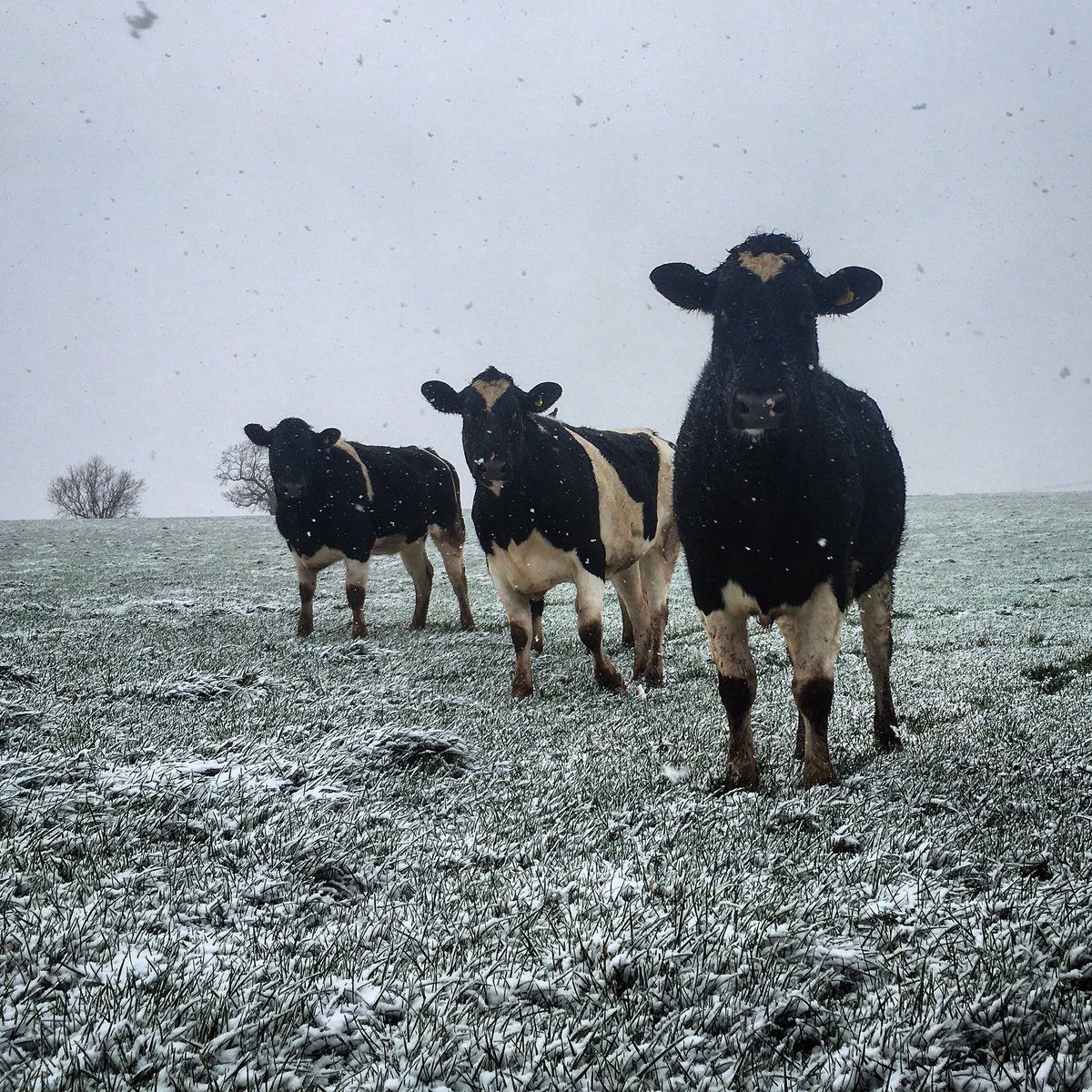 Dave Taylor tweet media