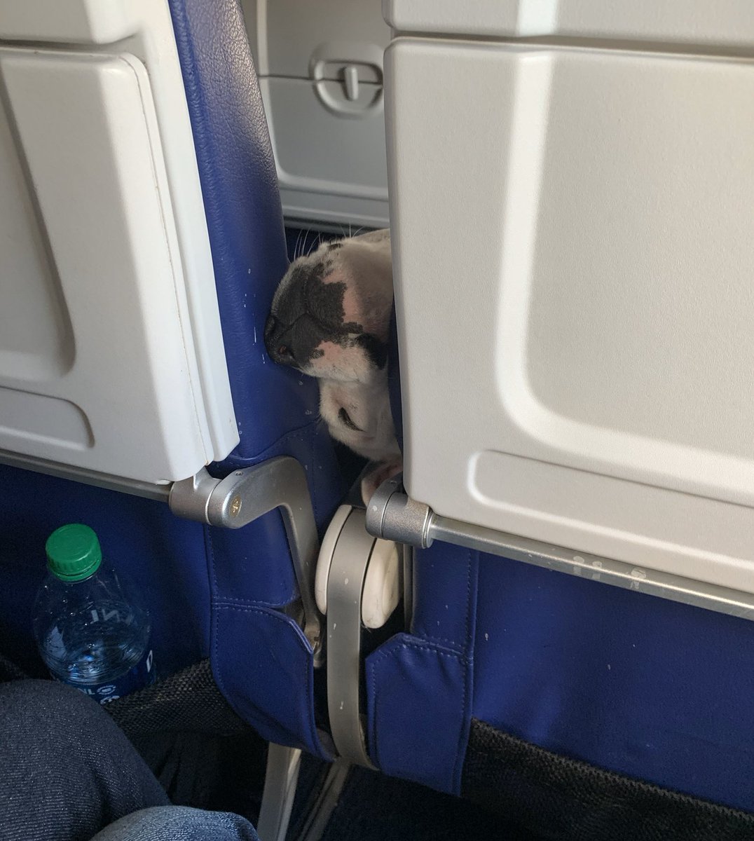 Here’s a good girl on her flight home. Wondering how the h*ck you got two bags of plane pretzels. Fell asleep before you could answer. 14/10 best flight ever