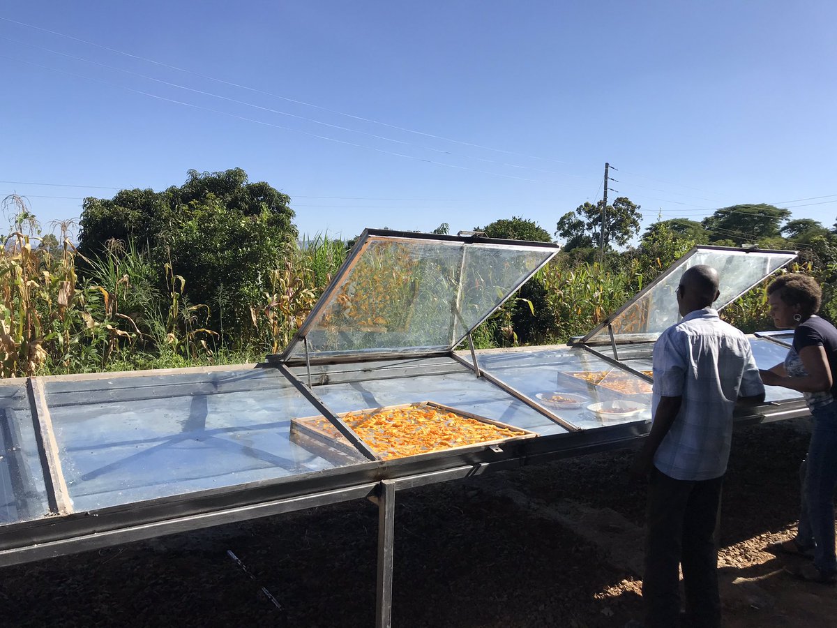 DrKathyKunyanga's tweet image. Value added mango products. Dried mango chips as we tested the newly installed solar drier.
#ValueAddition
#MangoProcessing