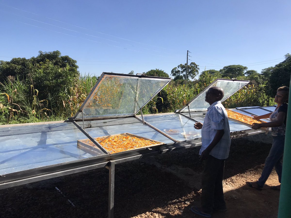 DrKathyKunyanga's tweet image. Value added mango products. Dried mango chips as we tested the newly installed solar drier.
#ValueAddition
#MangoProcessing