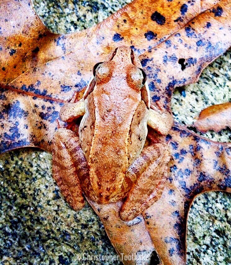 ctoothaker's tweet photo. Wood Frog
#woodfrog #naturephotography #frogsofig #instanature #naturegram #frogsofinstagram #getoutdoors #frogstagram #amphibians #natureshooters #wildlife #marylandnature https://t.co/J0RLqPK42A