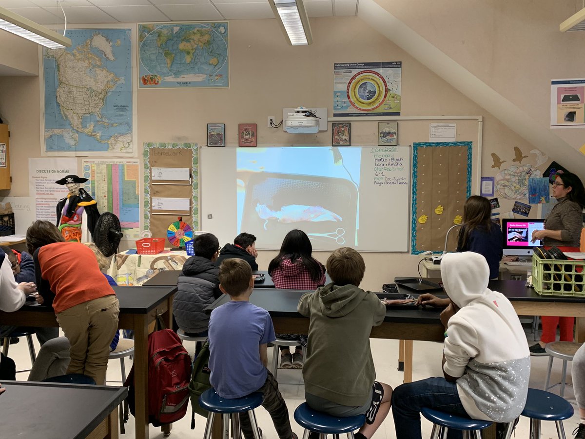 6th graders are dissecting squid this morning with support from the <a href="/NEAQ/">New England Aquarium</a>