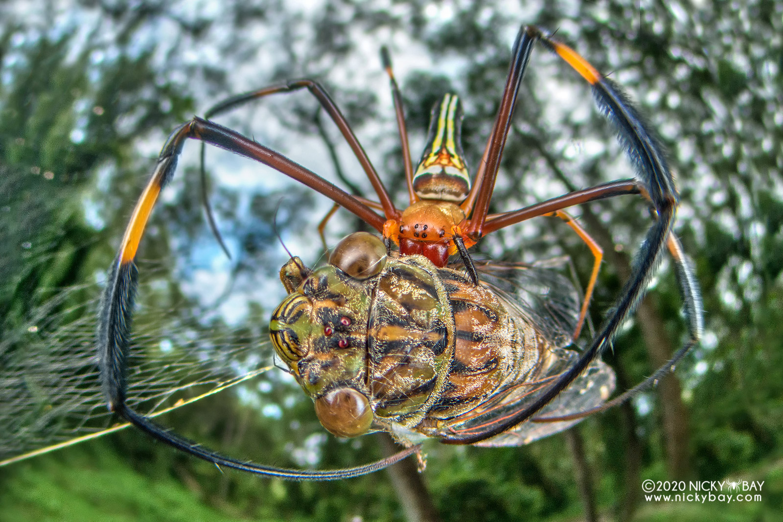 Паук золотопряд Nephila