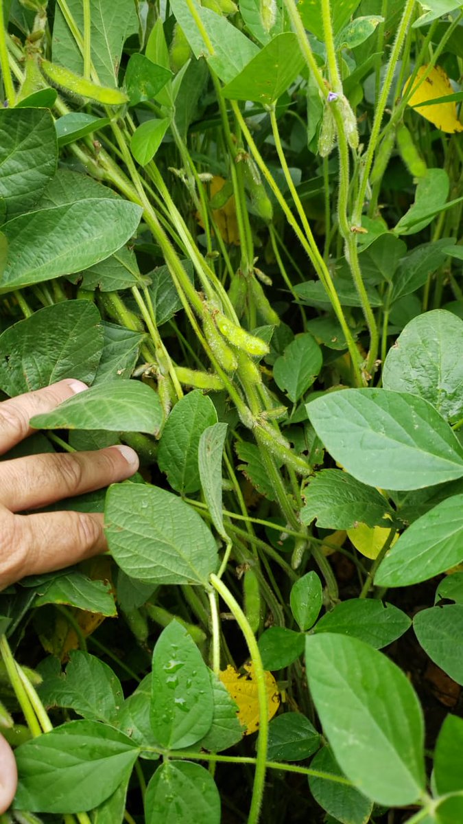 RizobacterARG's tweet photo. Recorrimos lotes de #Biosoja Bioceres 3.41 tratada con #RizoliqLLI y #RizodermaSoja en Monte Maíz, Córdoba 🌱 https://t.co/NpGNyn8Zql