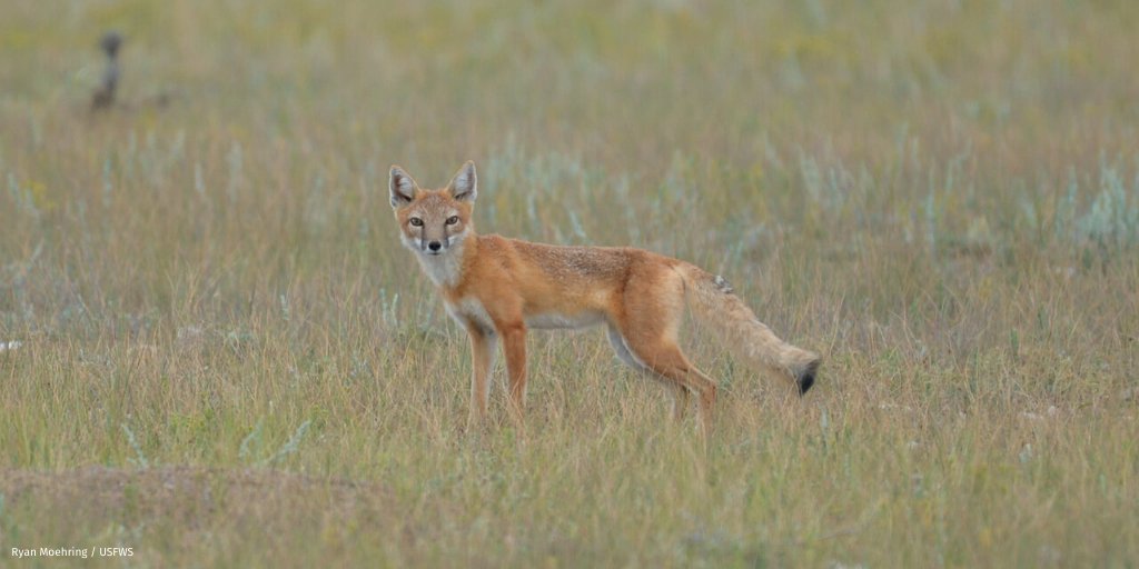 "Conservation is a bridge issue, where Republicans &amp; Democrats have shared values &amp; can work together."

<a href="/JournalStarNews/">Lincoln Journal Star</a> highlights the need for bipartisan wildlife legislation, like <a href="/JeffFortenberry/">Jeff Fortenberry</a> &amp; <a href="/RepDebDingell/">Rep. Debbie Dingell</a>'s Recovering America's Wildlife Act. natwild.life/JournalStarOpEd