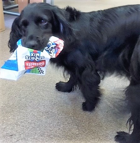 CalvinMarketing's tweet photo. Our resident litter picker is on the prowl again. Bailey is so ‘sweet’ she thinks she’s a 'Bassett Hound'!
#dogsofpr #UKPunDay https://t.co/PSpxYT07Ly