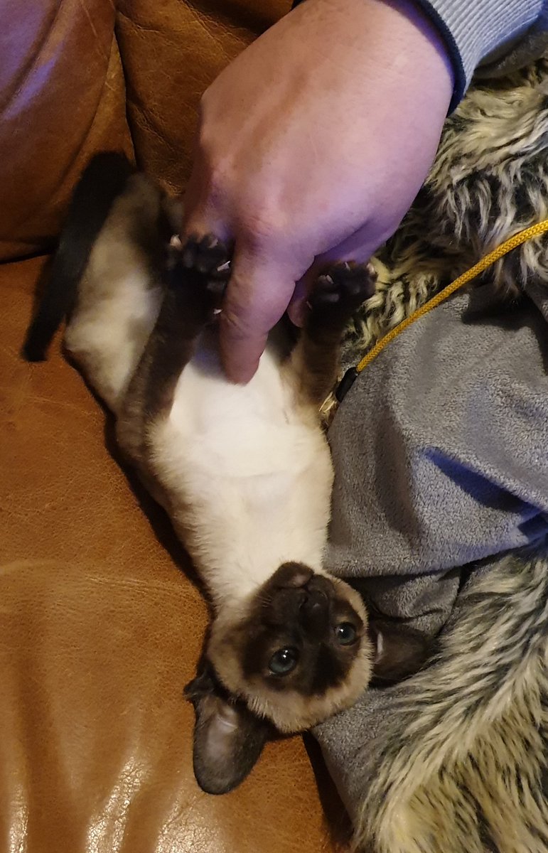 Riska_L's tweet photo. Our new kitty
#VIPJustforKittens https://t.co/ufCbTVqd4K