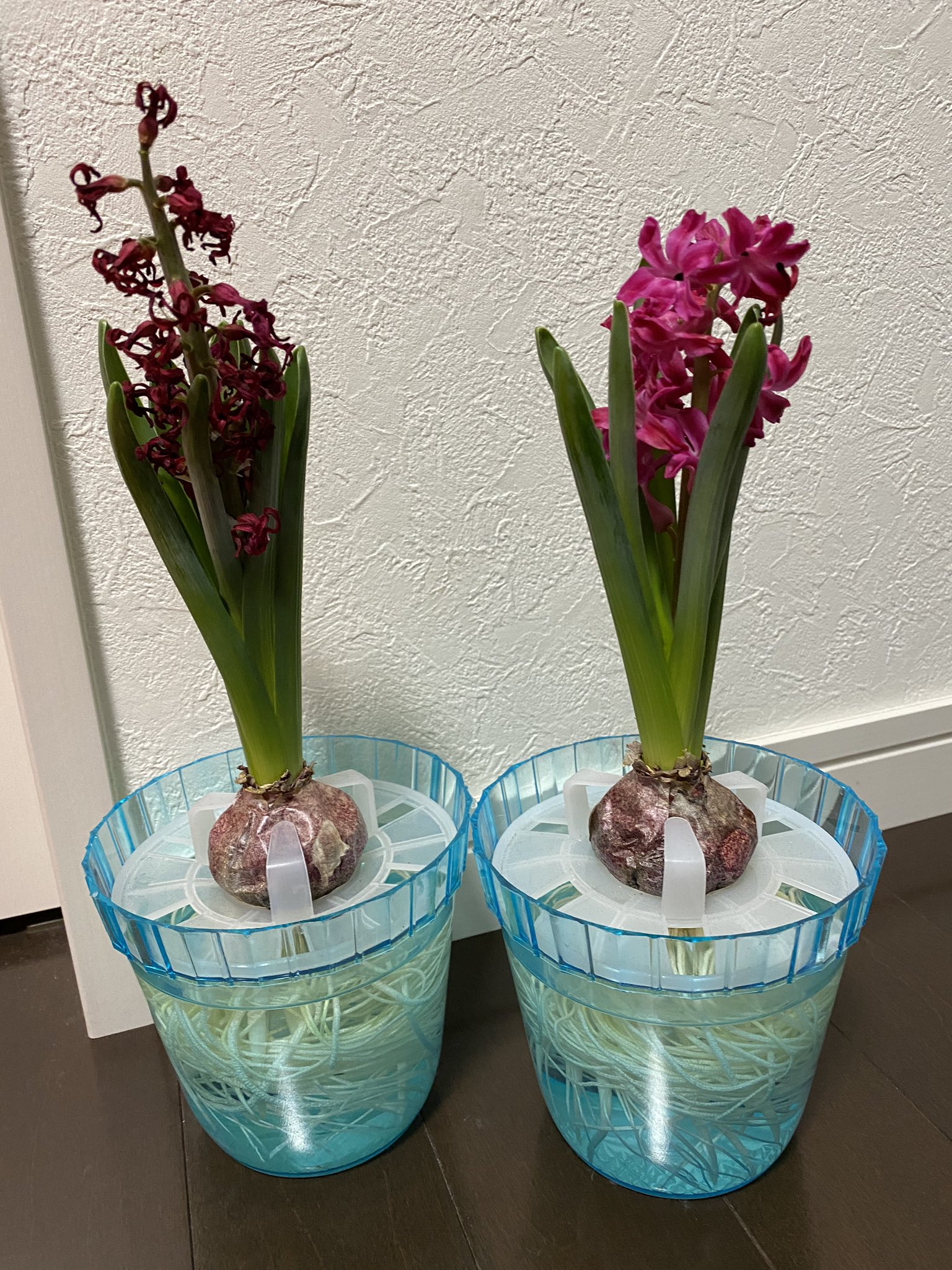 完 ヒヤシンス水栽培 Twitter