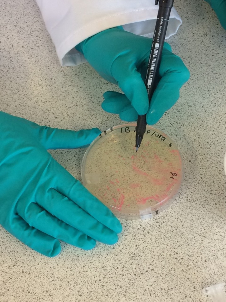 framacademic's tweet photo. Today Year 13 Biologists explored one of the many uses of the polymerase chain reaction (PCR), learning about the enzyme DNA polymerase, sequence specific primers and thermal cycling. @TSNphil @STEM_UH @ABEProgOffice #BiotechExperience https://t.co/z7j9l3CAjY