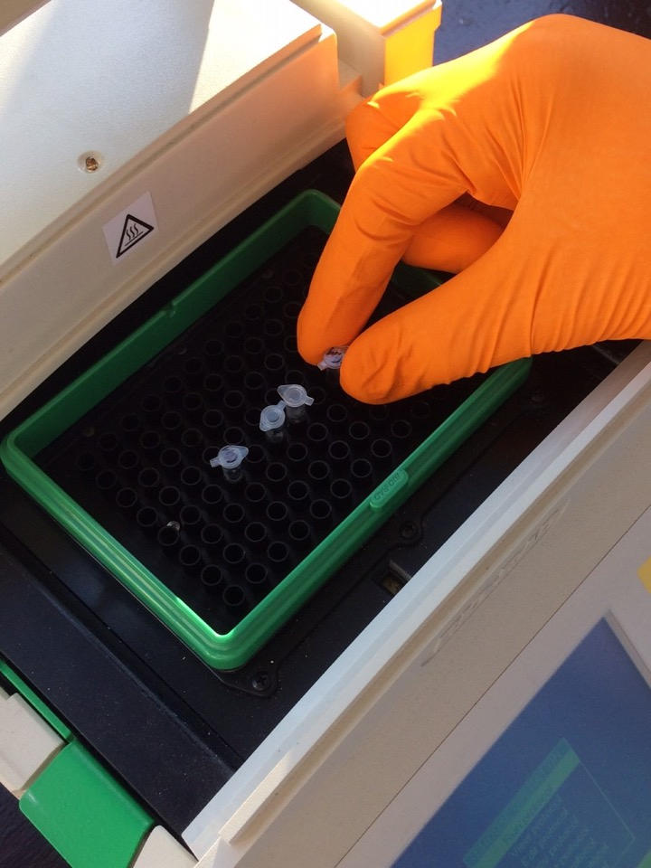 Today Year 13 Biologists explored one of the many uses of the polymerase chain reaction (PCR), learning about the enzyme DNA polymerase, sequence specific primers and thermal cycling. <a href="/TSNphil/">Dr. Phil Smith</a> <a href="/STEM_UH/">Centre for STEM Education</a> <a href="/ABEProgOffice/">Amgen Biotech Experience (ABE) Program Office</a> #BiotechExperience