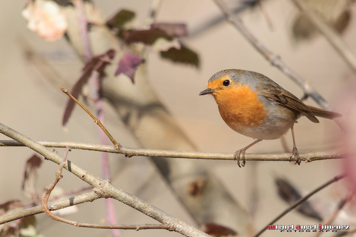 Petirrojo.

#petirrojo #photography #nature #robin #birds #bird #spain #birdlife #travelphotography #aves #natgeoespana #petirrojoeuropeo #fotosemana #naturelovers #faunagrafias #nature_perfection #birdsmagazine #birdsphotography #aragonizate #total_nature_spain