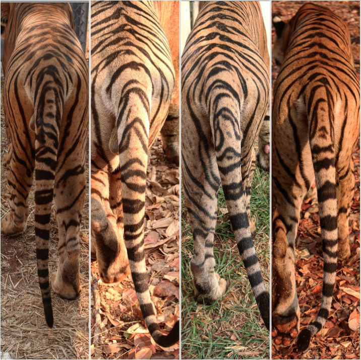 For Tigers on X: Tiger stripes are like fingerprints - no 2 are