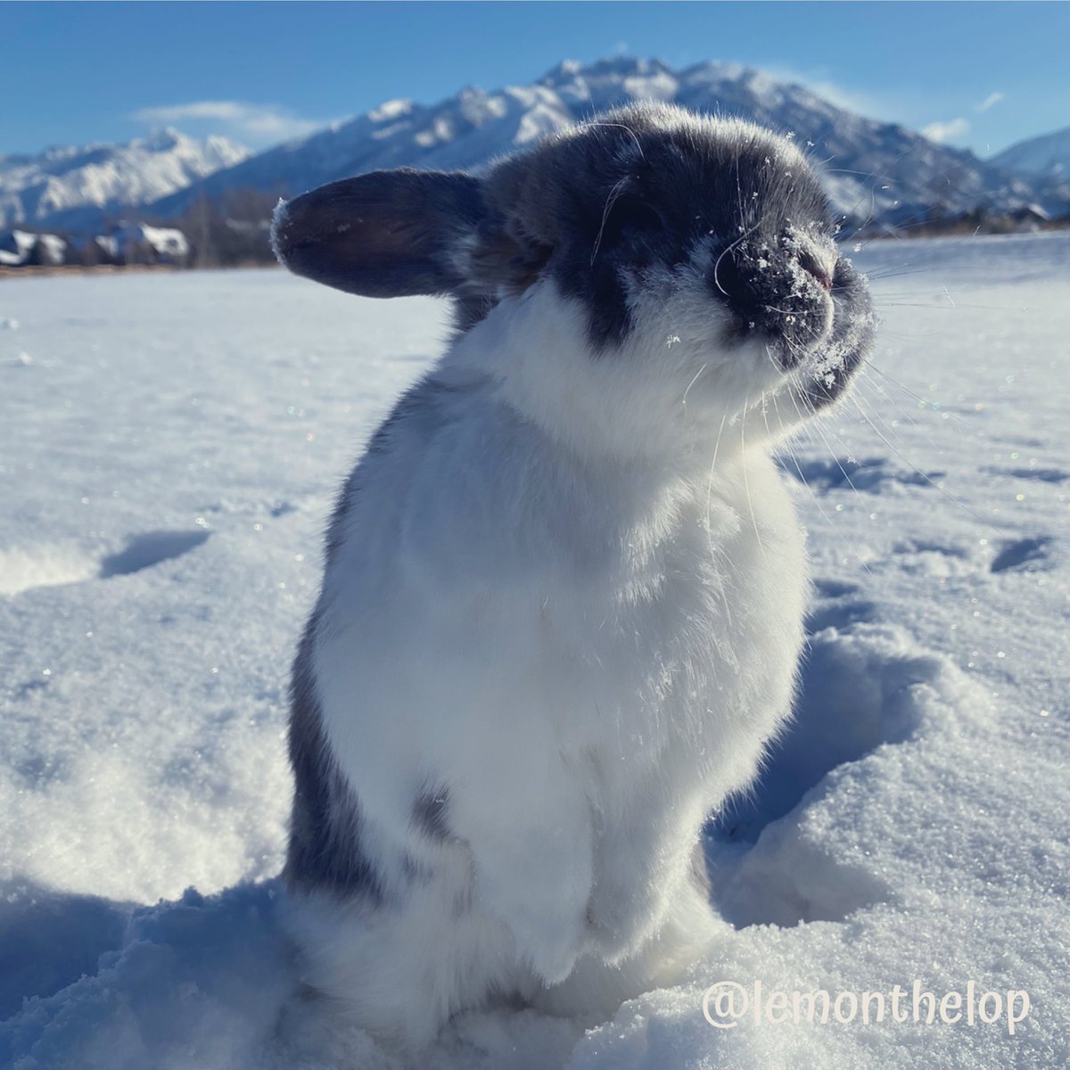 Dear winter, stop being so romantic, I  does be single here. #singlelifebelike #pleasebemine @HouseRabbit @RabbitoftheDay @UTRabbitRescue