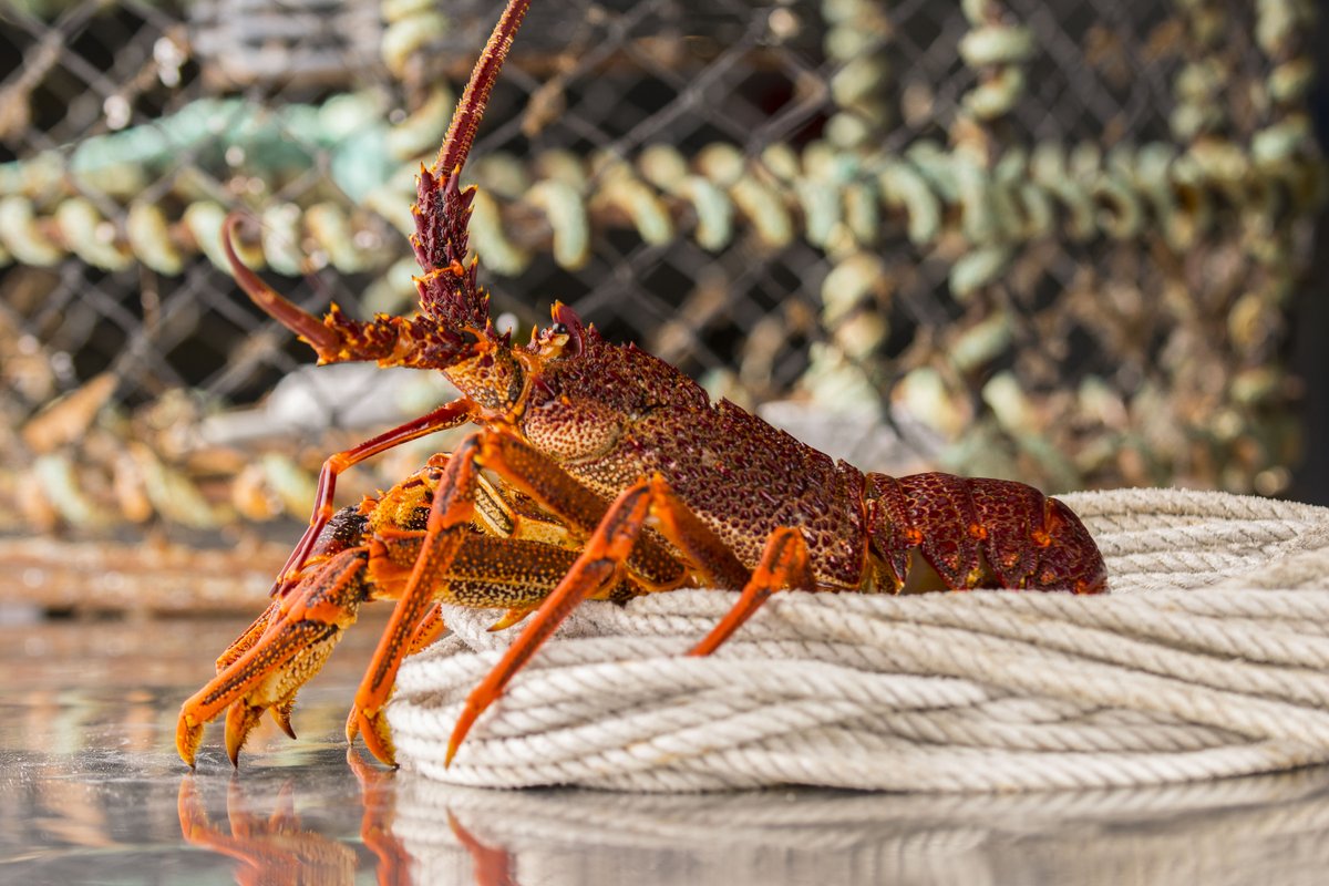 A #lobster can be a bit of a poser, when the camera's out 😂, but that helps when trying to impress your #valentine! 
If you want to buy local, come see us at shops in SA. We also take orders online! 
#fergusonlobster
#supportlocalseafood
#eatmorefish
#australianseafood