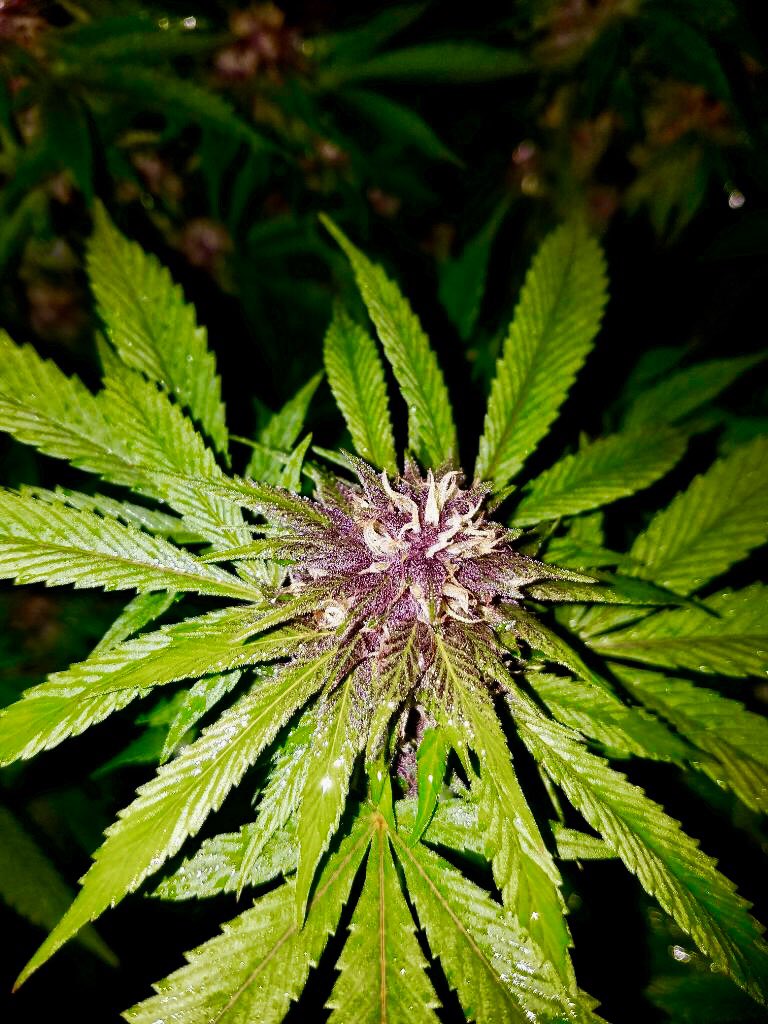 Umbra_TheMonk's tweet photo. If it donβt look like this we didnβt grow it π₯Άπ₯Άπ₯Ά #Outtathisworldweed #SpacemanGenetics https://t.co/Y3NYLeYoTY